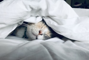Gatinho fofo