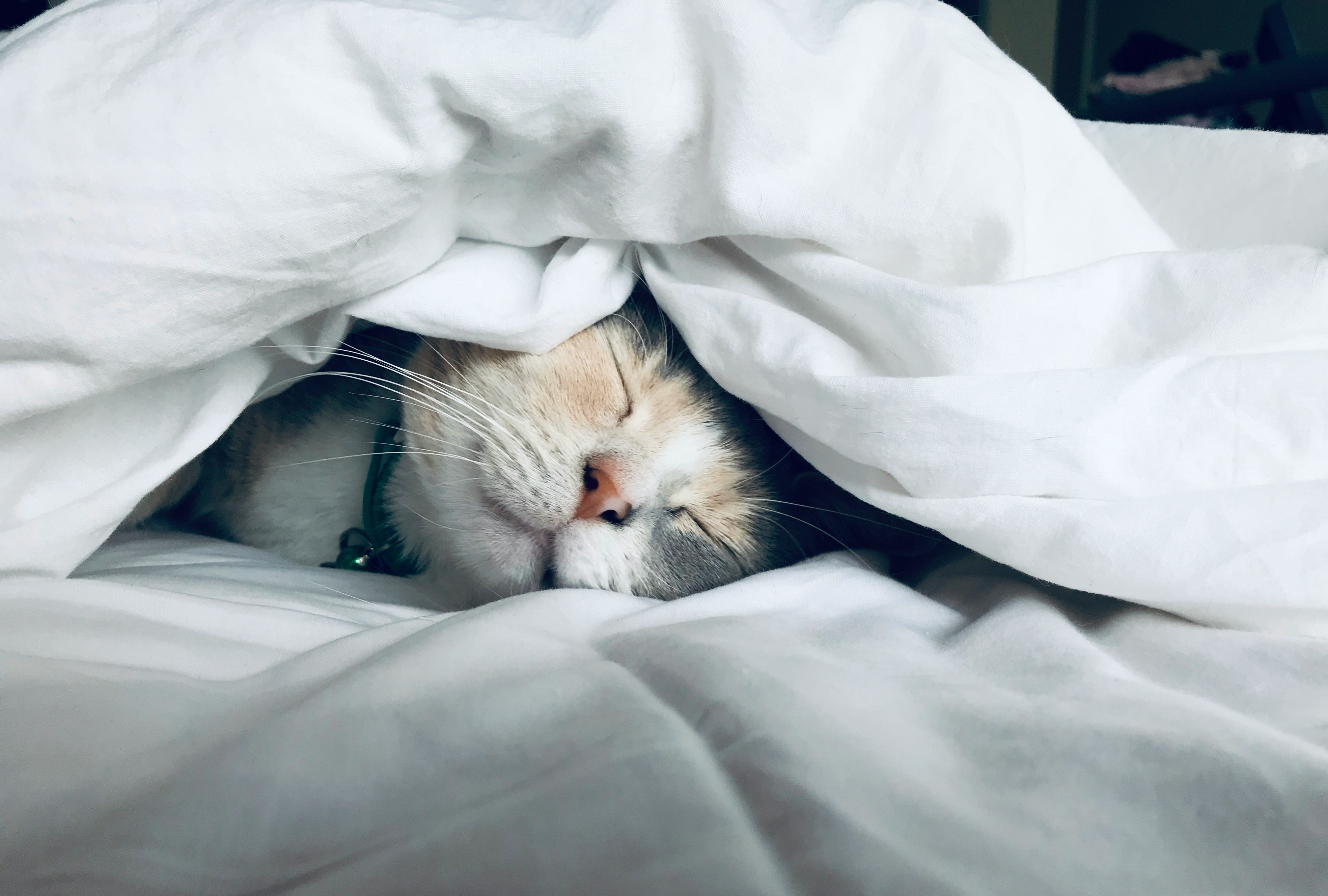 Под одеяльце. Кот под одеялом. Кот в одеяле. Котик в кровати под одеялом.