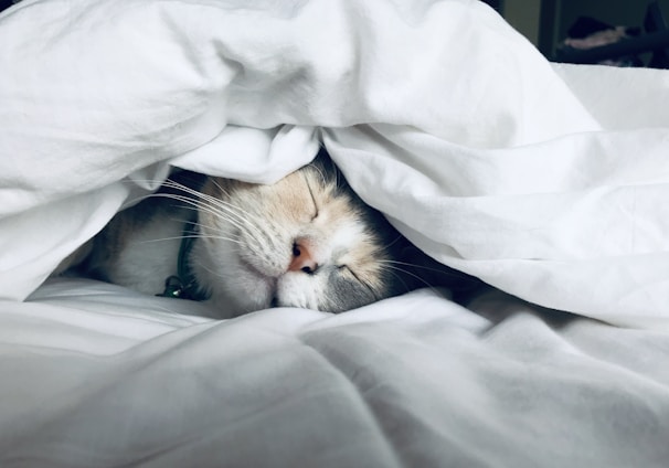 white cat sleeps under white comforter