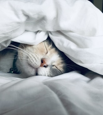 white cat sleeps under white comforter