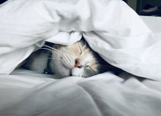 white cat sleeps under white comforter