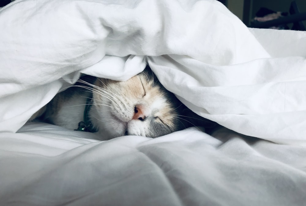 white cat sleeps under white comforter