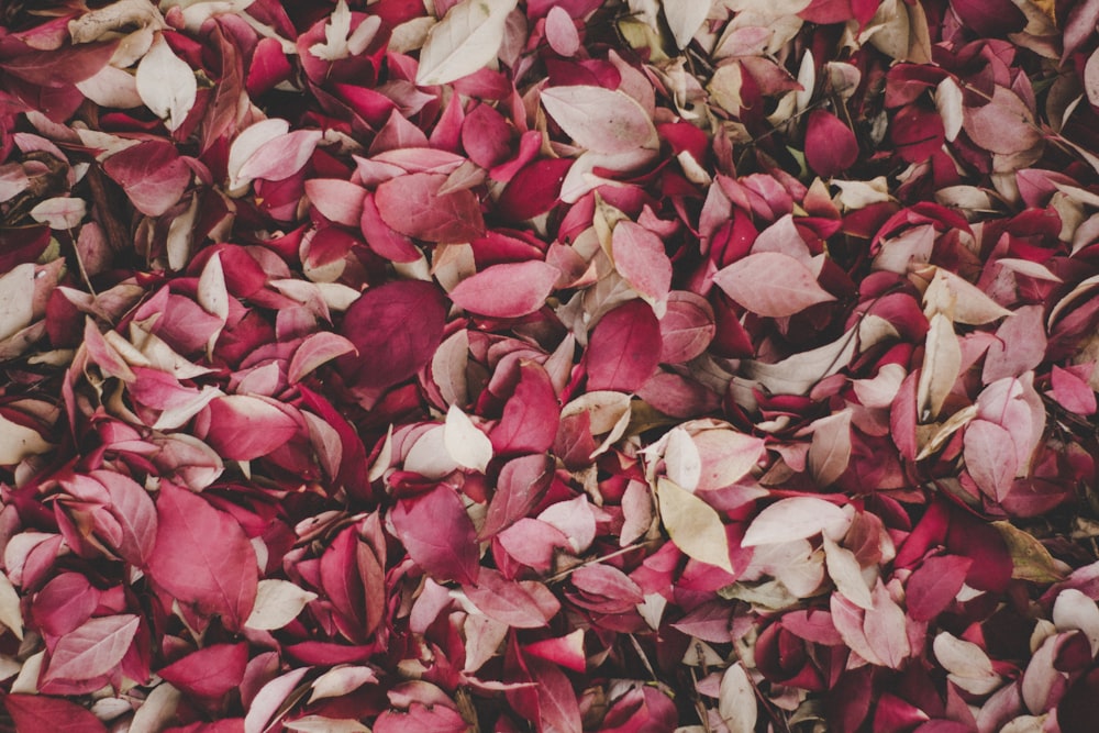 petali rosa