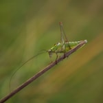 macro photograph of green grass hopper