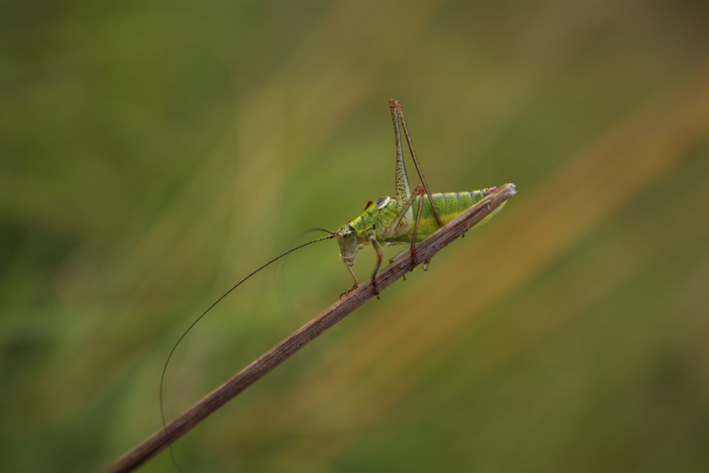 macro photograph of green grass hopper