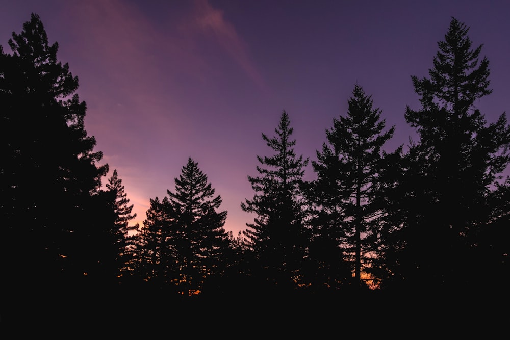 purple and pink sky over pine trees at dusk