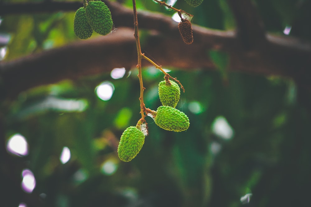 green fruit in selective-focus photography