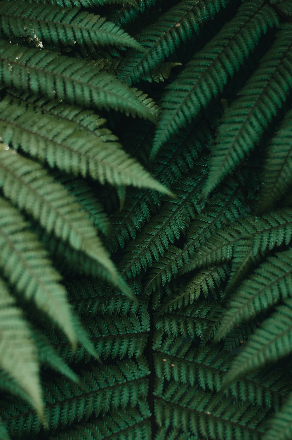 closeup photo of fern plant