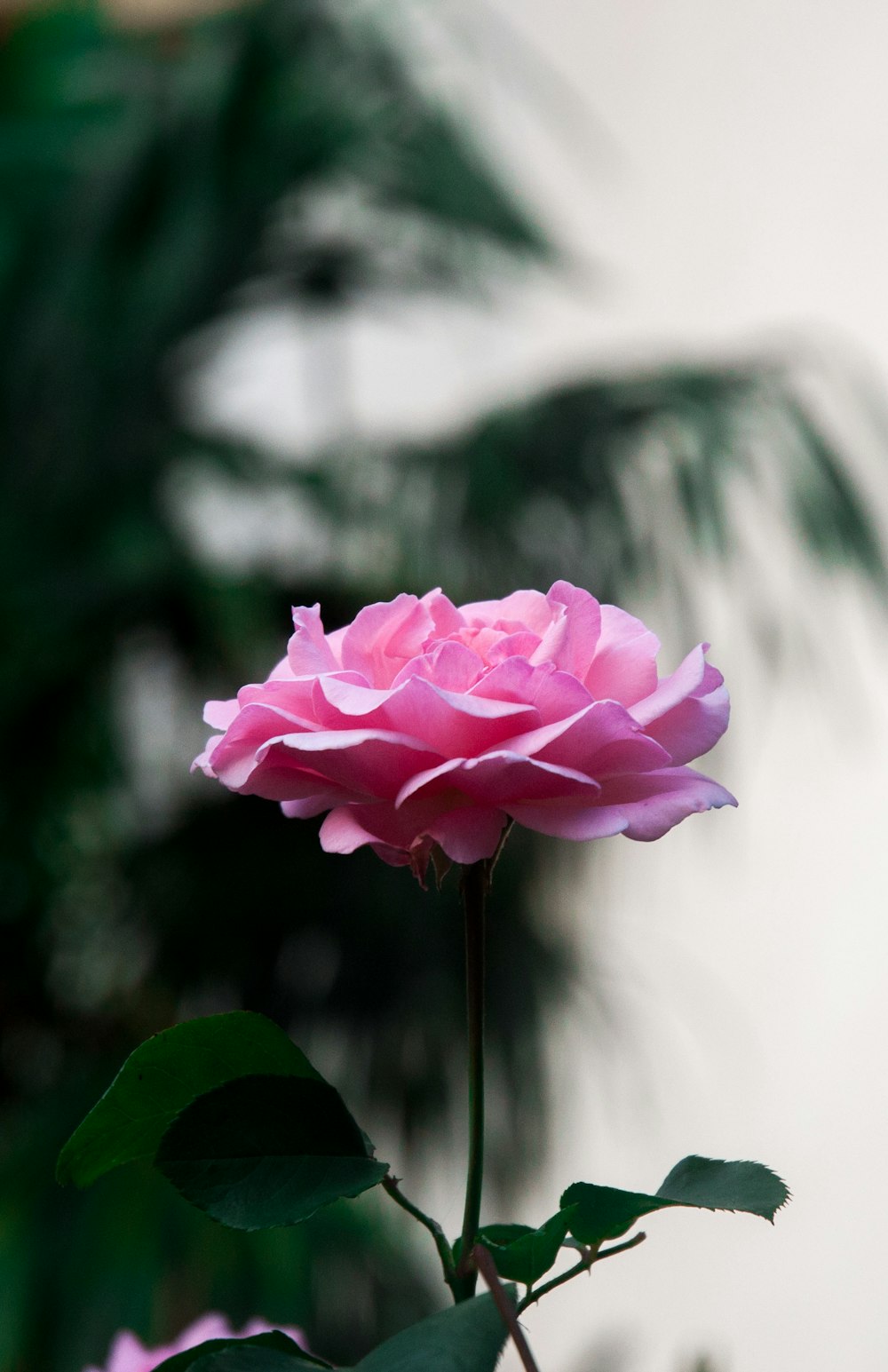 pink rose photography