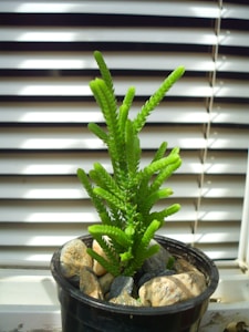 Mini Planter Pot