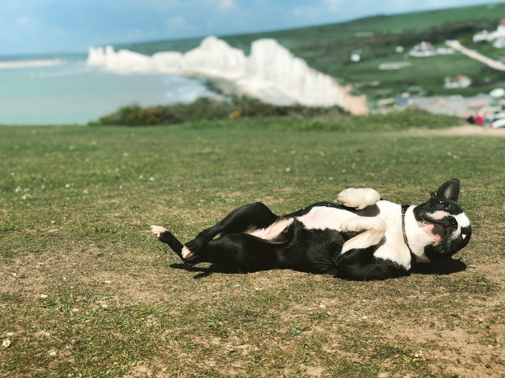 black and white Boston terrier