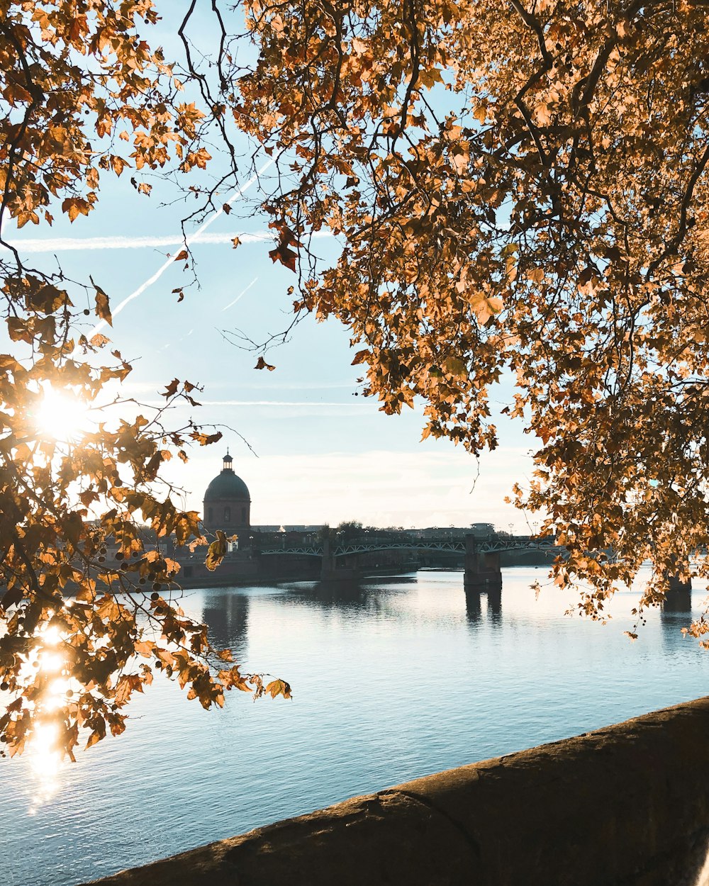 body of water near brown tree