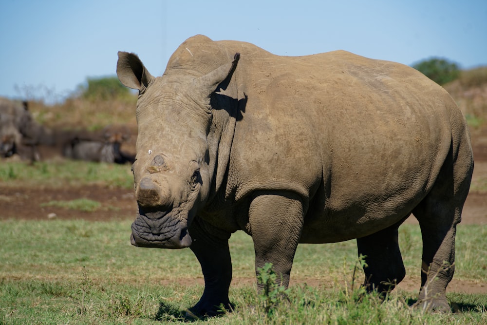 black hippopotamus