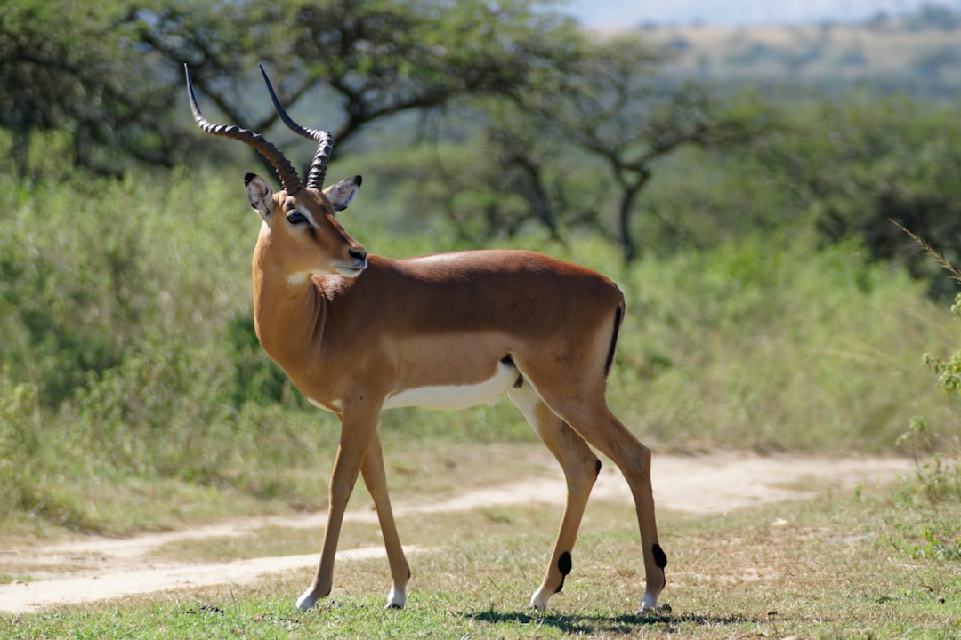  brown deer antelope