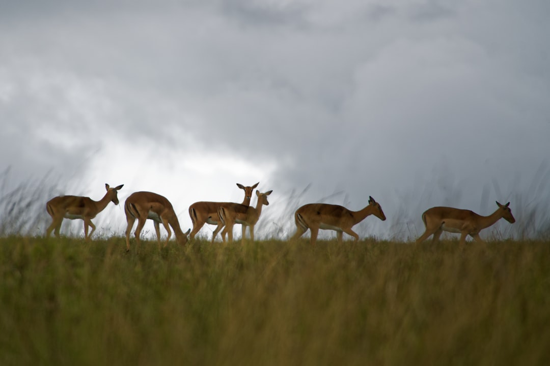 brown deers