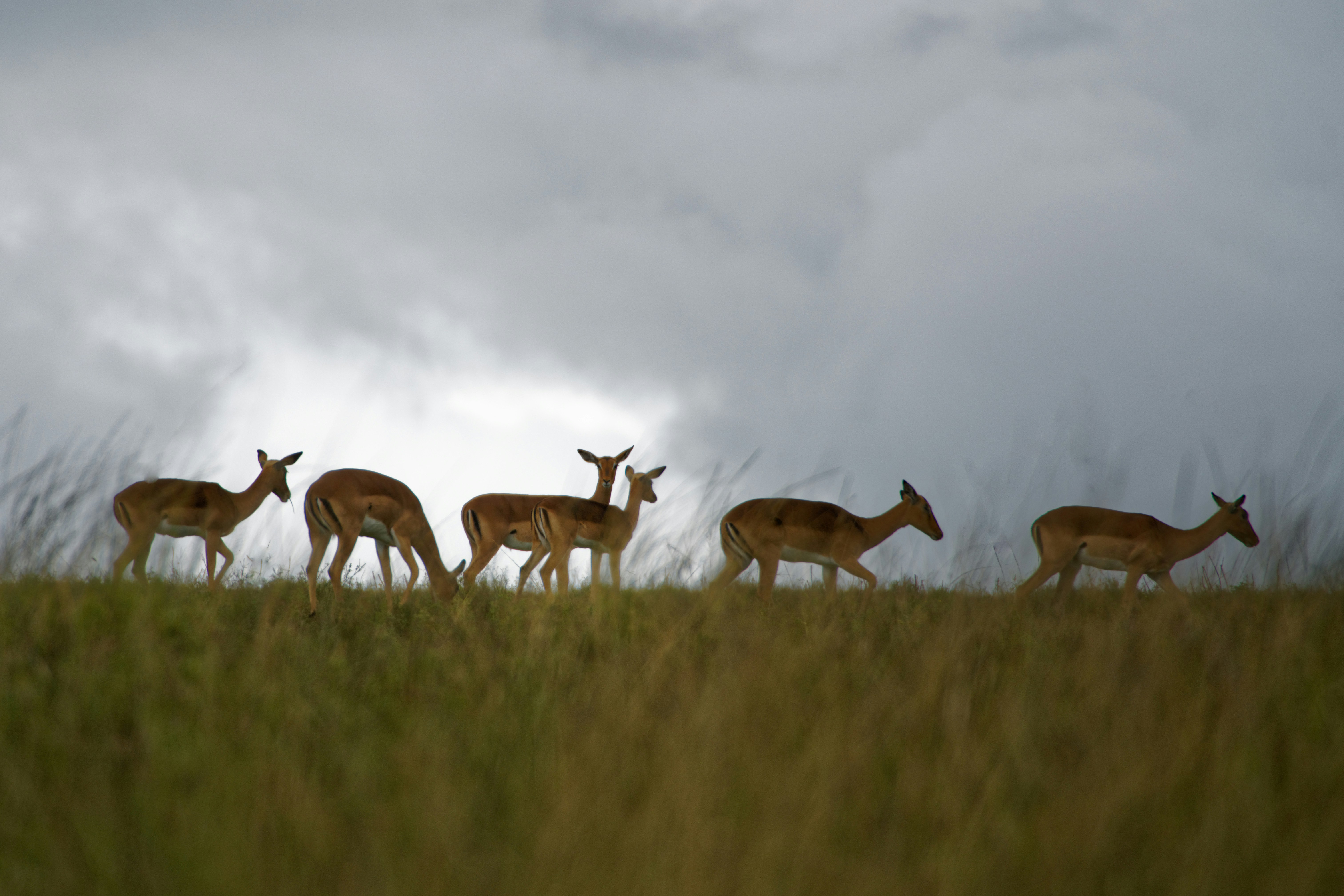 Poor weather can bring excellent photo opportunities such as these buck crossing a ridge in bad weather in the Tala Reserve. Tala does not have any predators so one can get close to otherwise flighty game.