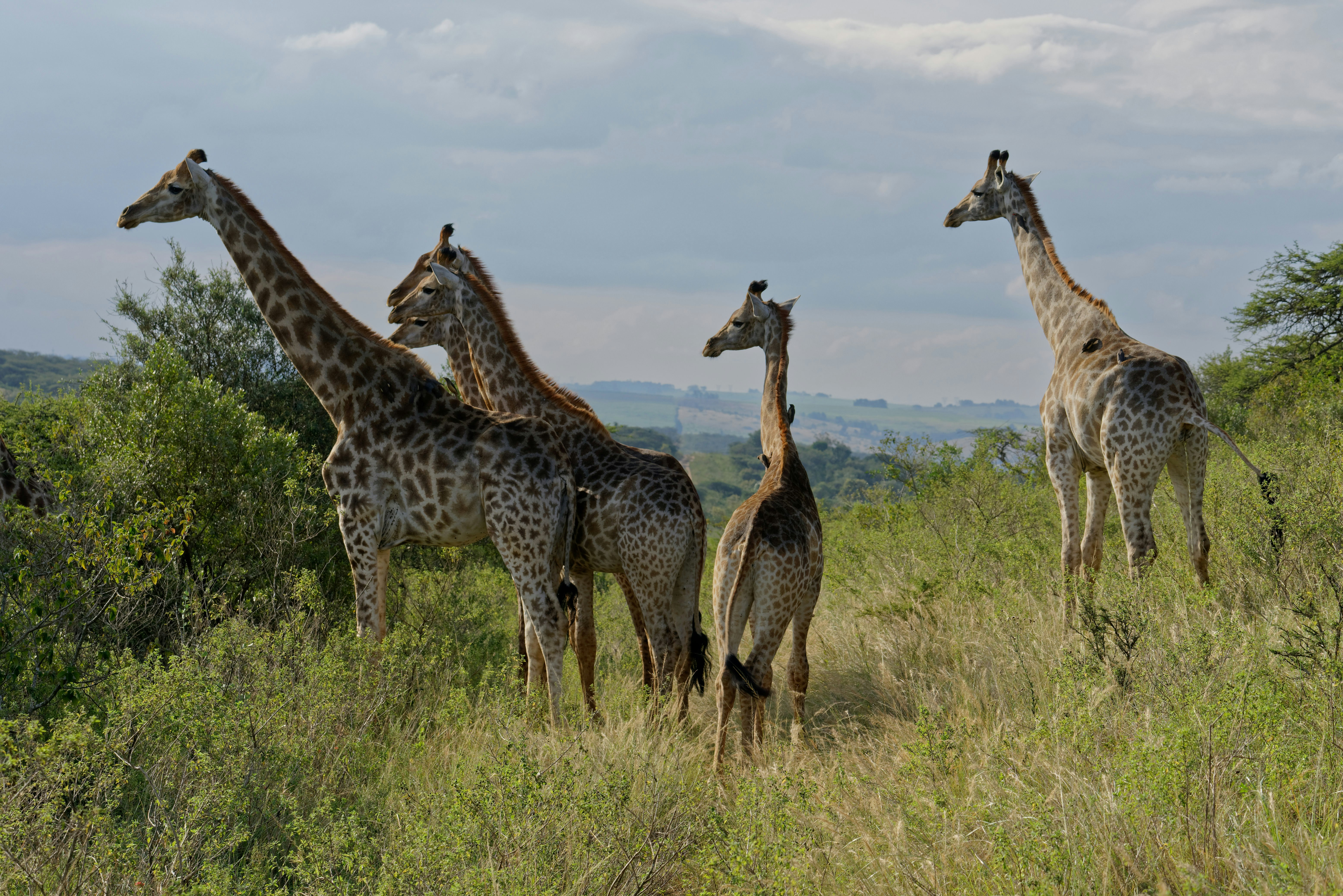 A group of eight female giraffe watch as a male approaches. Picture is from the Tala Private Game reserve which has no predators enabling the animals to relax and be more tolerate of visitors.
