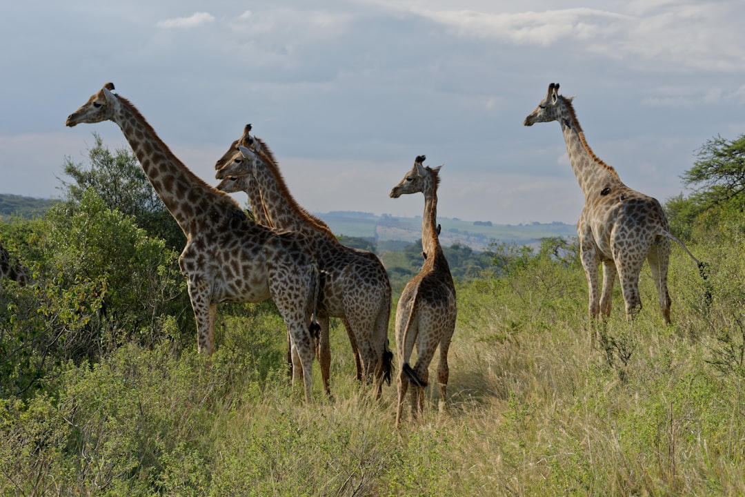 Wildlife photo spot Tala Private Game Reserve Durban