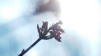 Soft lighting highlighting a compact device prototype next to a blooming flower symbolizing new life.