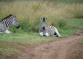 two zebras