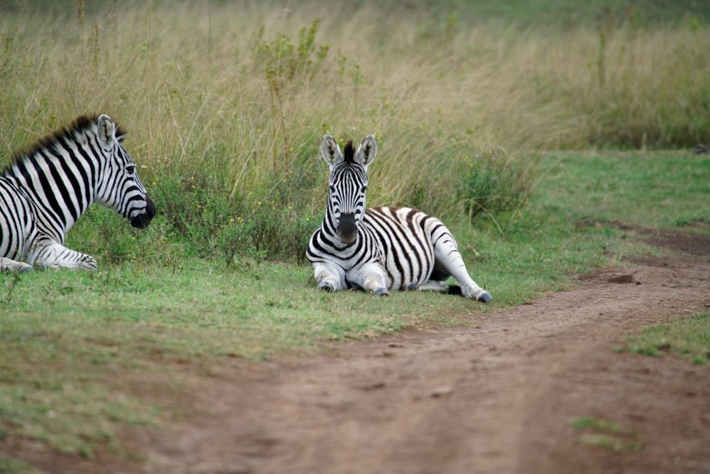 two zebras