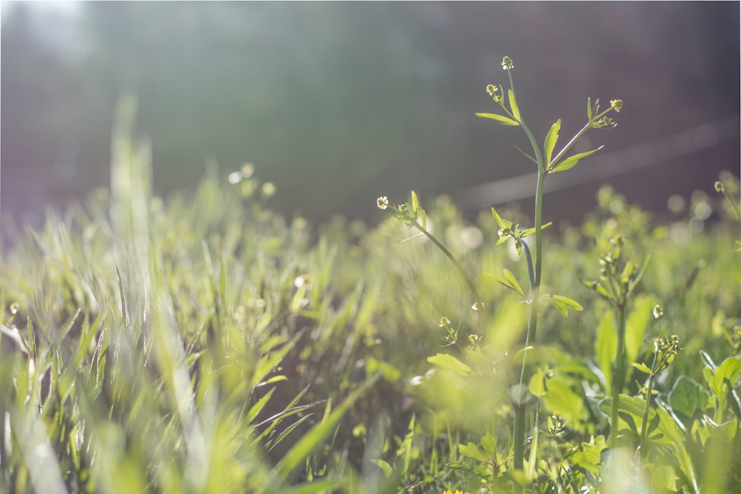 green grass field at daytime