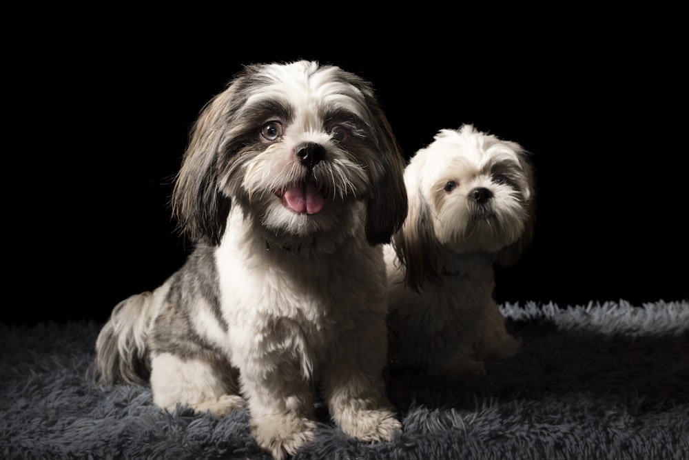 two long-coated puppies