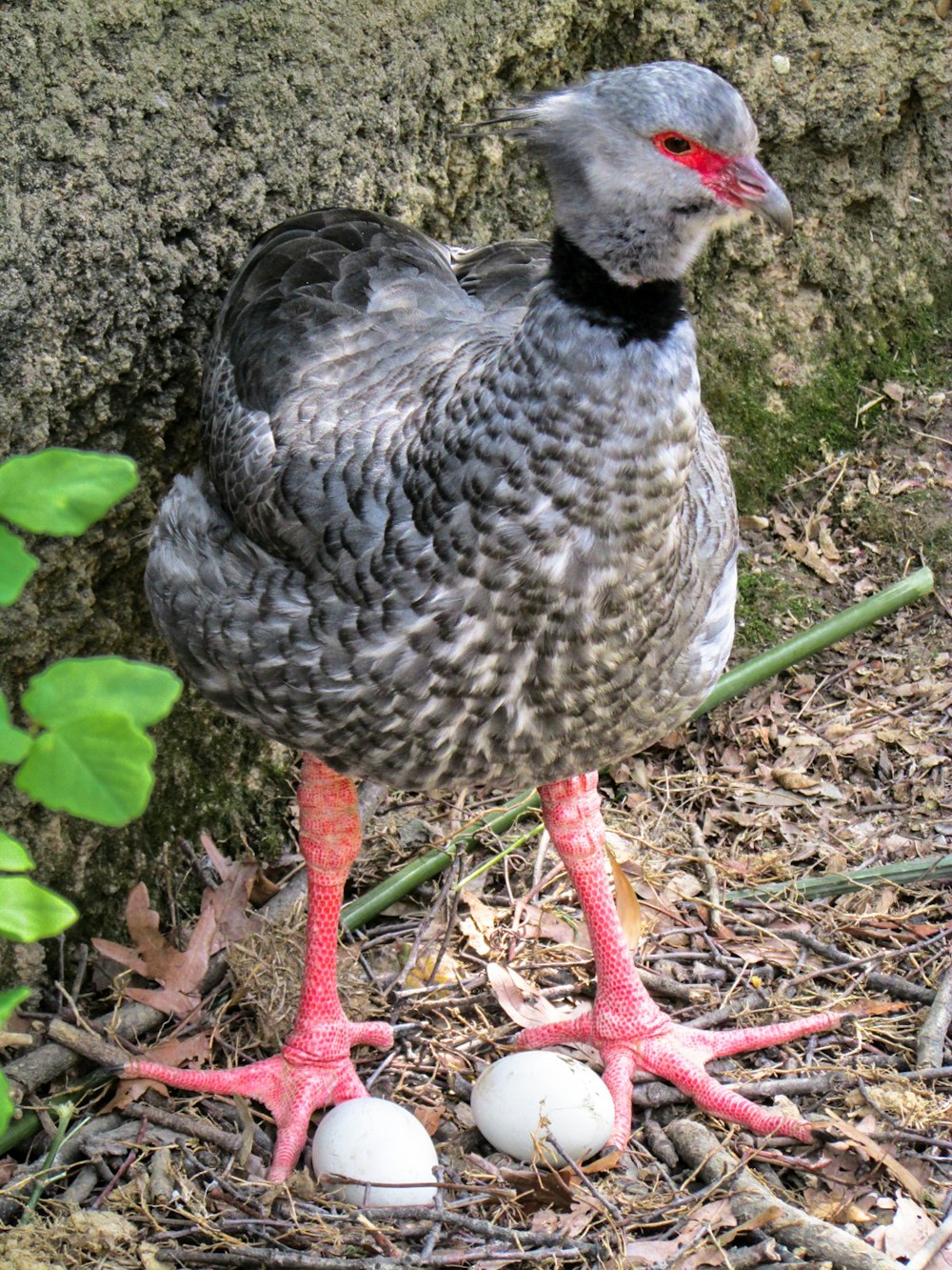 a gray bird standing on top of a pile of dirt