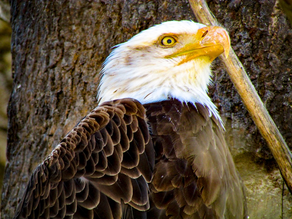 a bald eagle is standing next to a tree