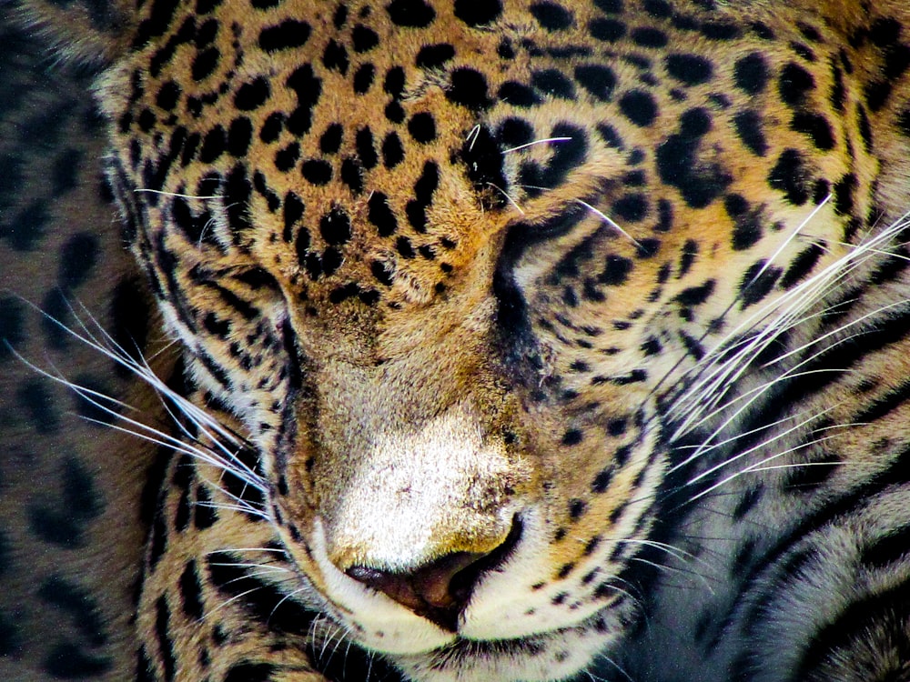 a close up of a leopard's face with a blurry background