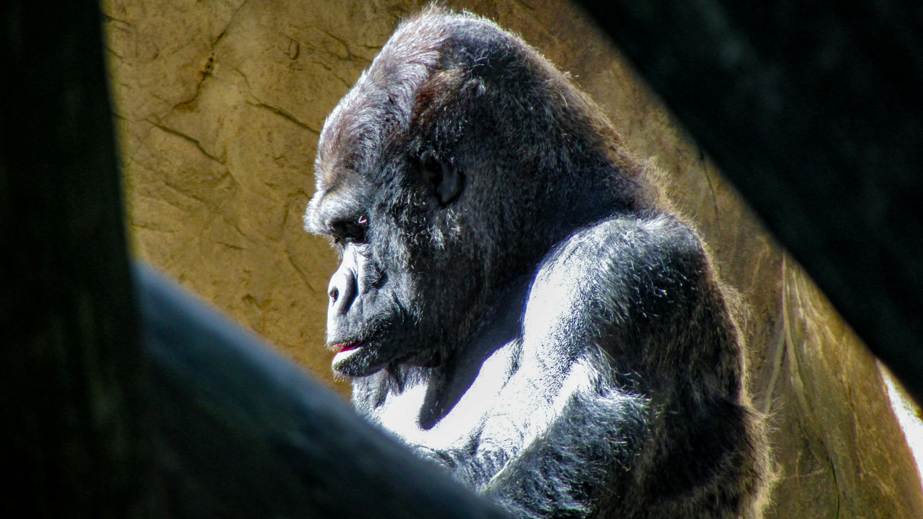 A gorilla at the Memphis Zoo.  I took the photo through the poles that make up the large structure that the gorillas climb on.