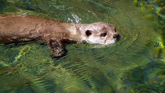 An otter is swimming in clear, greenish water. Its head and upper body are visible above the surface, and it appears relaxed as it glides through the water.