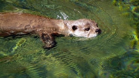 An otter is swimming in clear, greenish water. Its head and upper body are visible above the surface, and it appears relaxed as it glides through the water.