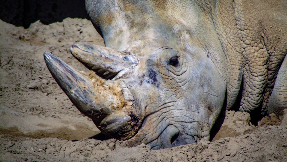 rhinoceros digging mud