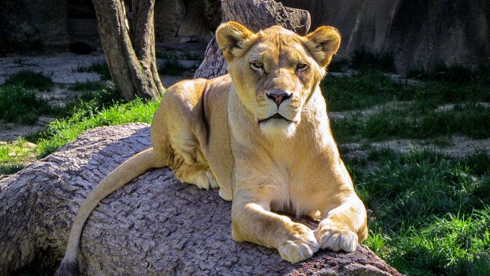 brown lioness