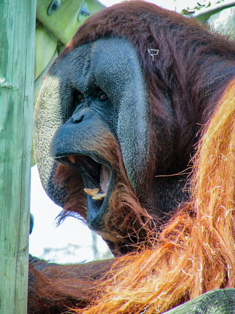 a close up of a monkey with its mouth open