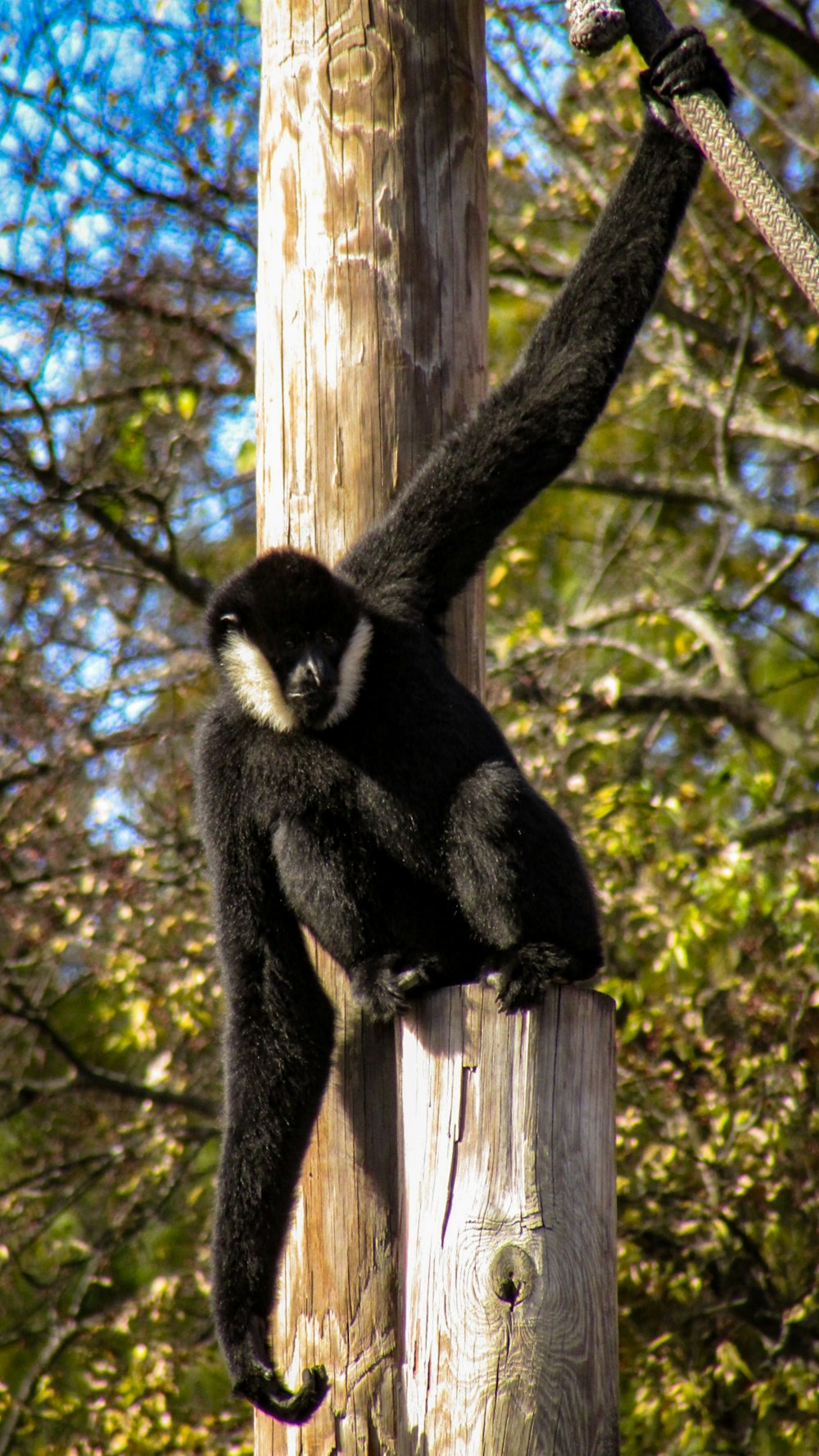 a black and white monkey climbing up a wooden pole