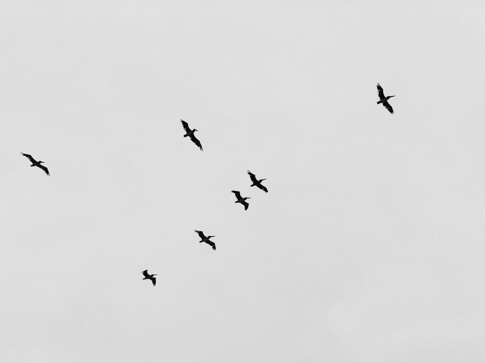 flight of birds