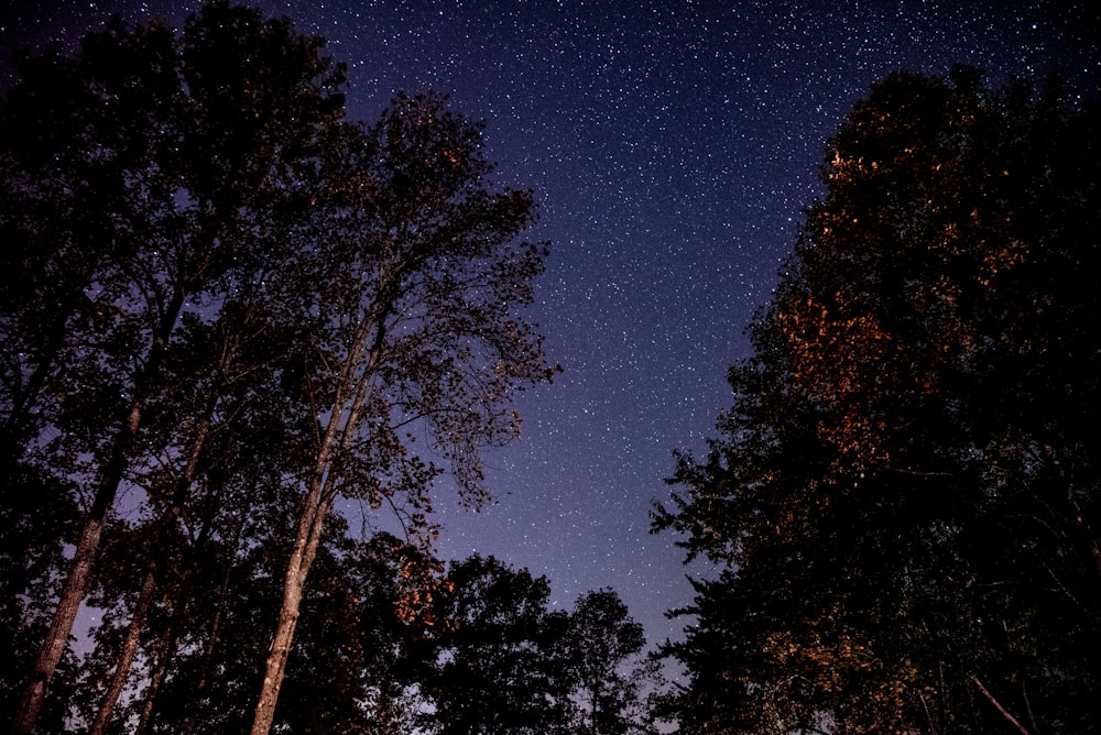 trees under starry skies