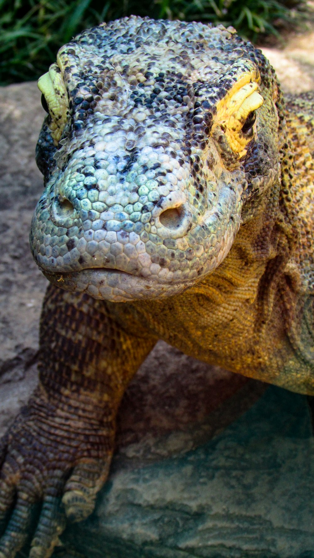 a close up of a lizard on a rock