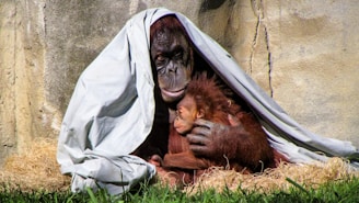 An adult orangutan is gently holding a baby orangutan in its arms, sitting under a light-colored sheet draped over its head. The two are nestled together on a bed of straw against a rocky backdrop, conveying a sense of protection and nurturing.