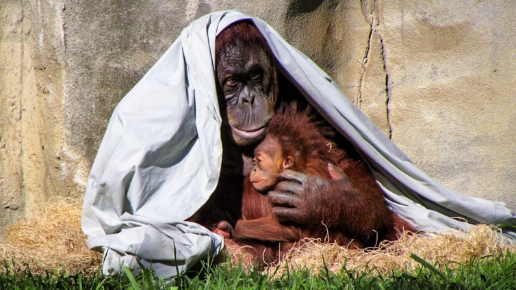 An adult orangutan is gently holding a baby orangutan in its arms, sitting under a light-colored sheet draped over its head. The two are nestled together on a bed of straw against a rocky backdrop, conveying a sense of protection and nurturing.