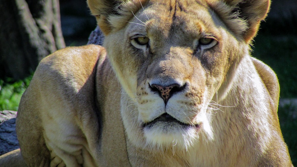 close-up photo of lioness