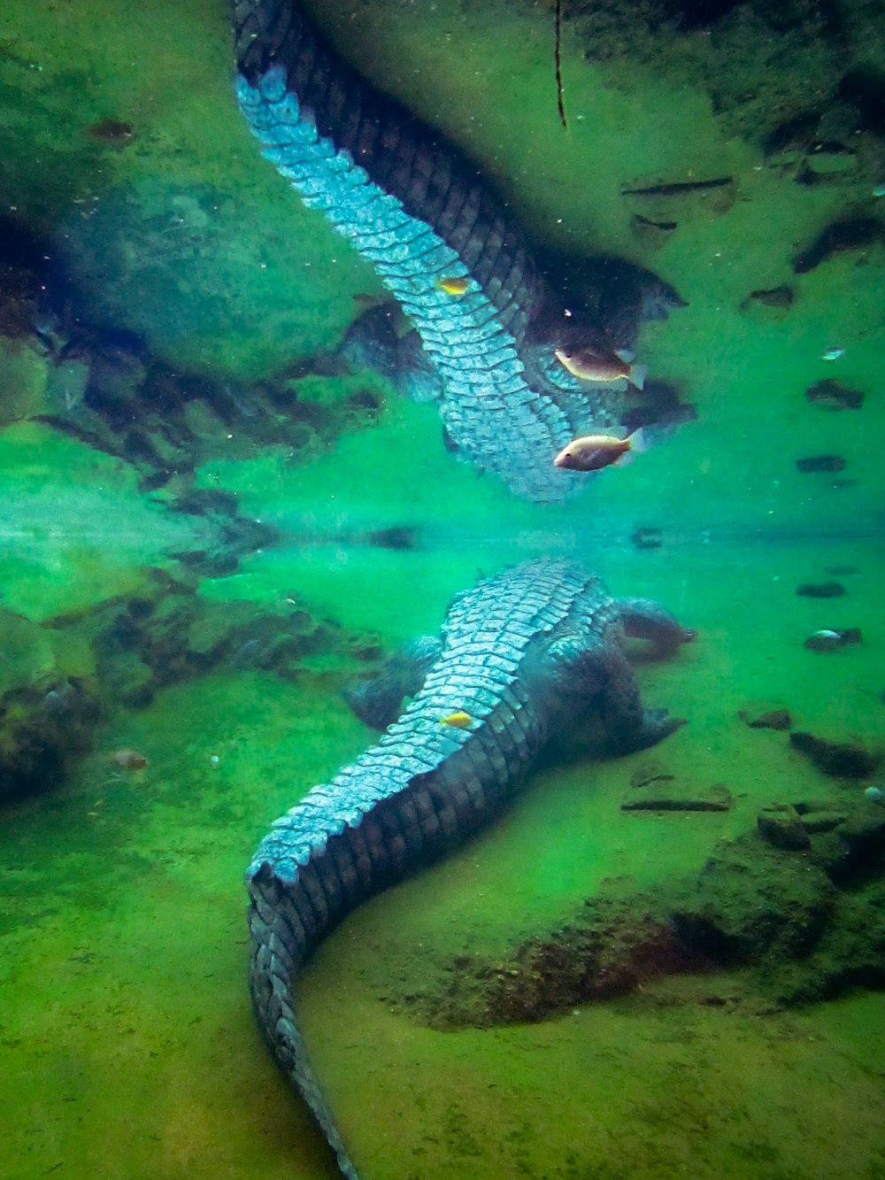a large blue snake laying on top of a body of water