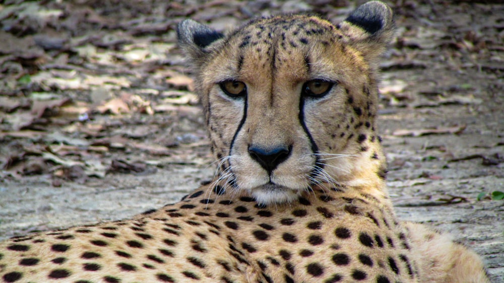 cheetah lying down