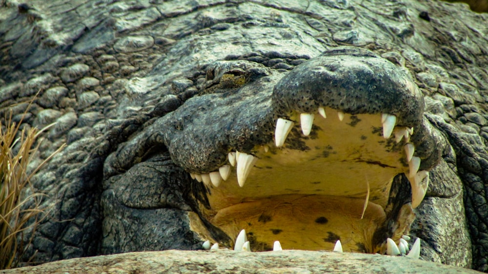 crocodile