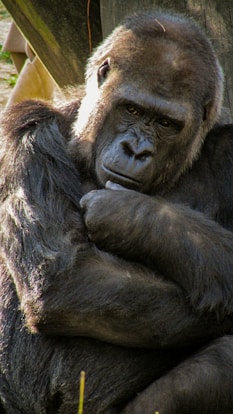 black gorilla beside wood