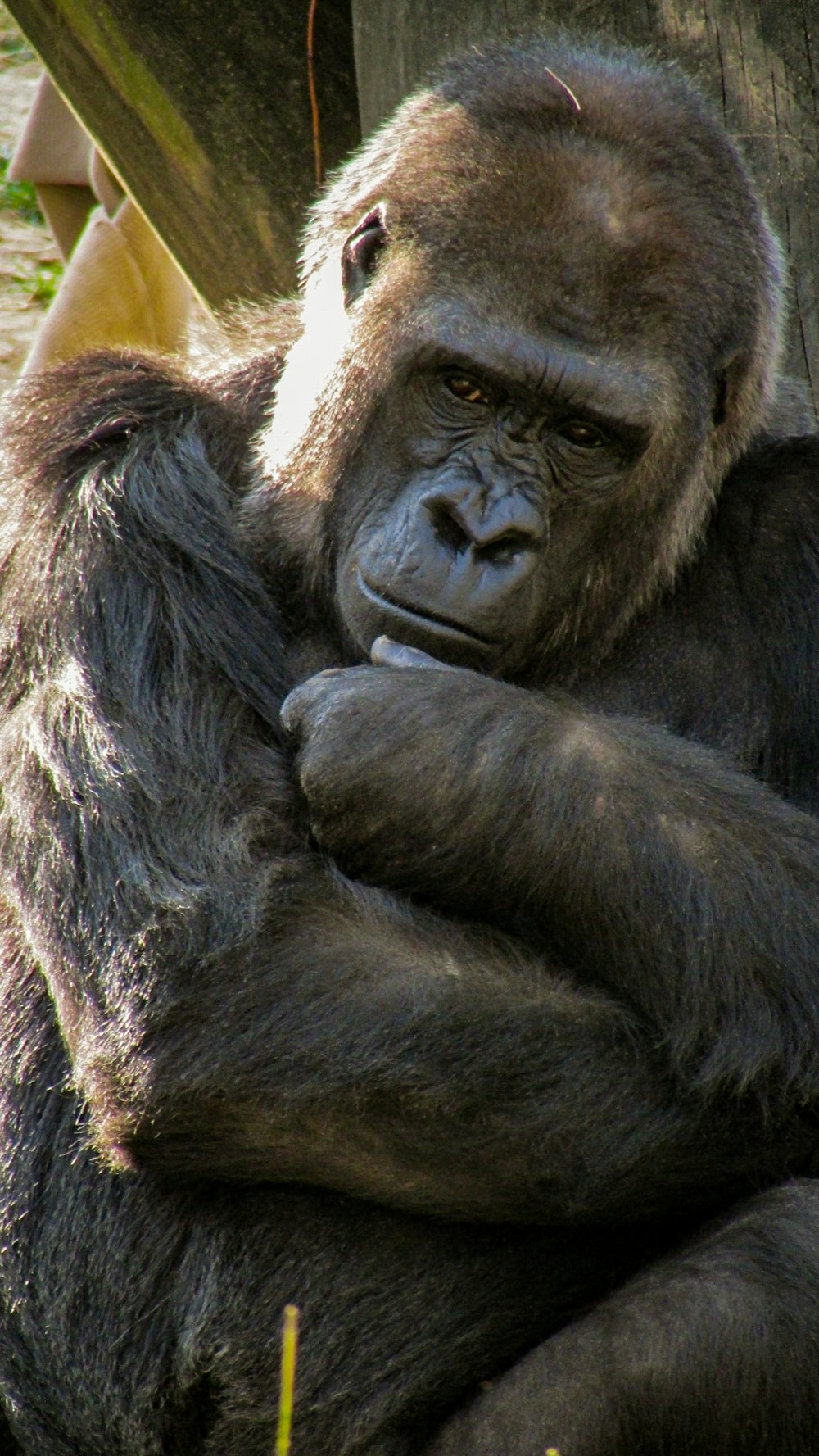 black gorilla beside wood