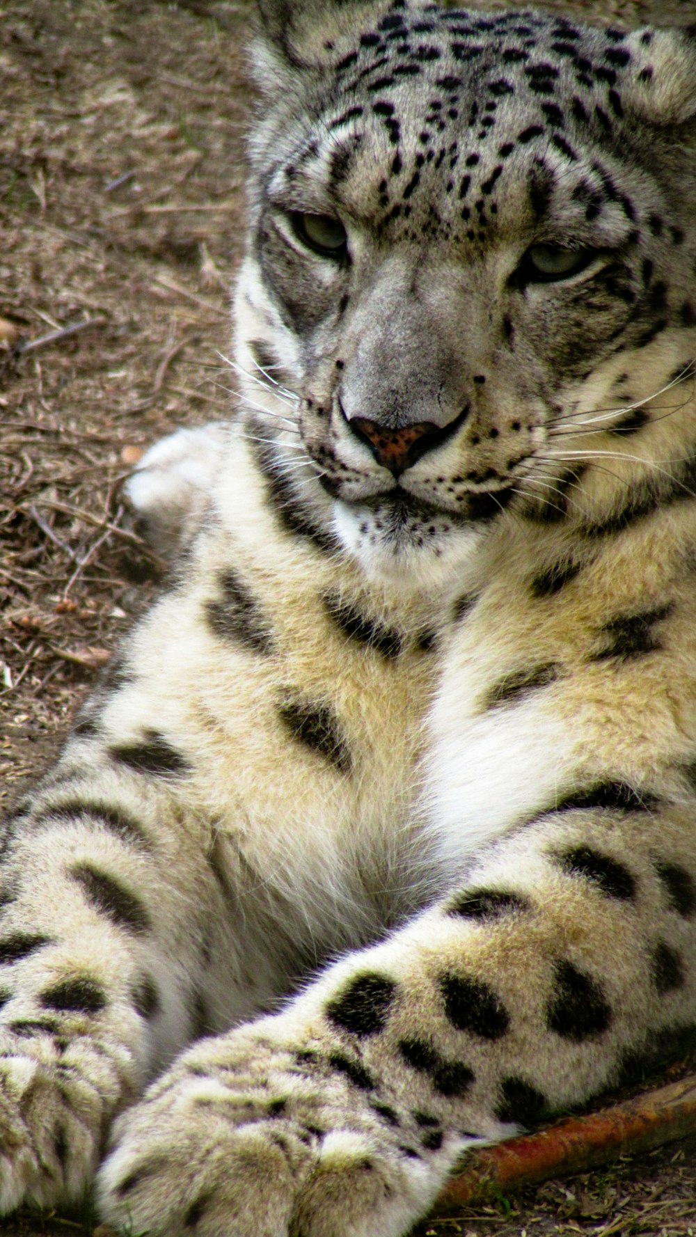 snow leopard lying on ground