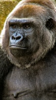 A close-up of a gorilla family in their natural habitat.